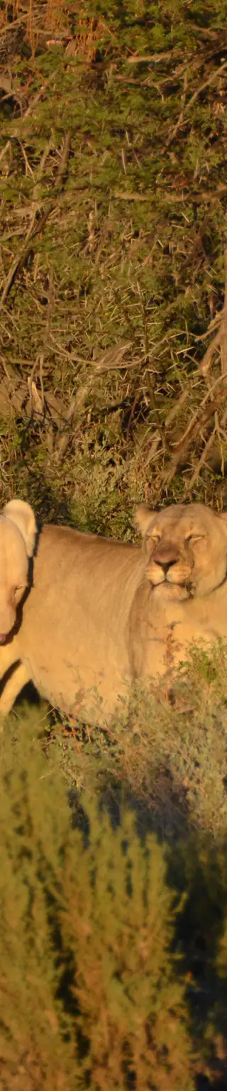 Geh im Sanbona Wildschutzgebiet auf Safari